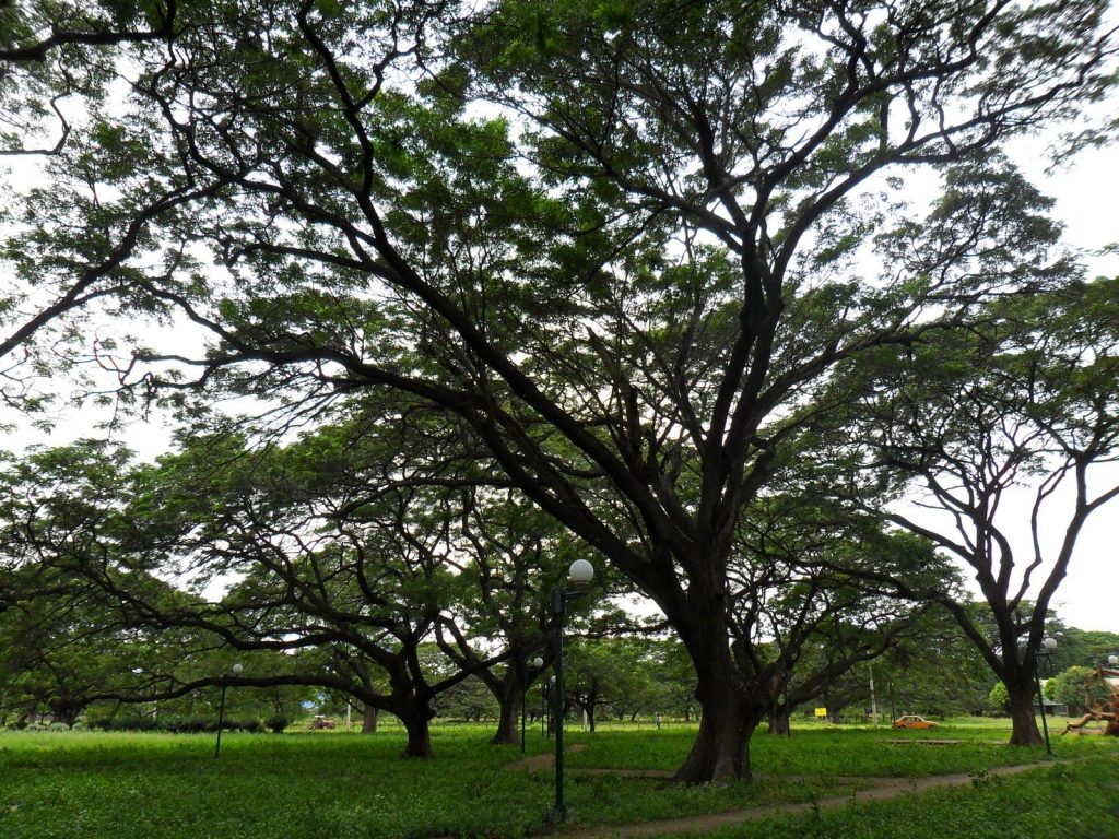 Parque de los Algarrobillos